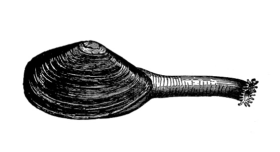 Antique animal illustration: Soft-shell clams, sand gaper, Mya arenaria