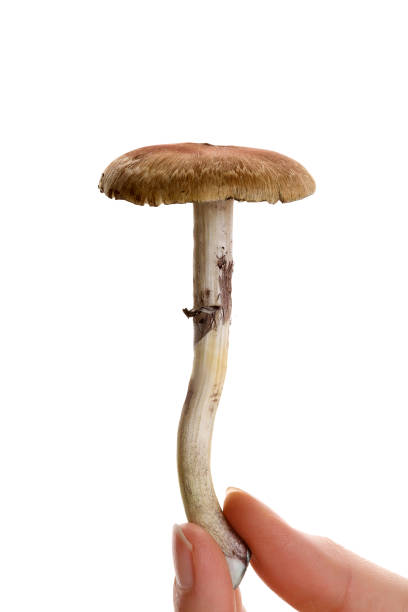 istock Fresh magic mushroom in female hand isolated over white background. 1207283431