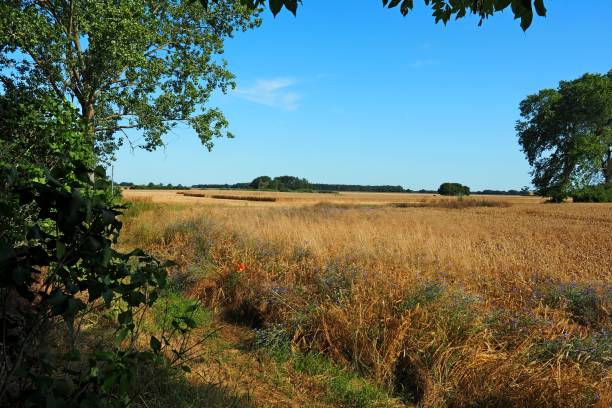 istock Summer Field Rain, 36°C, Bed in the Cornfield 1207283540