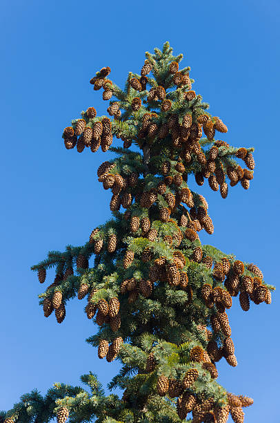 istock Top of a fir 120728392