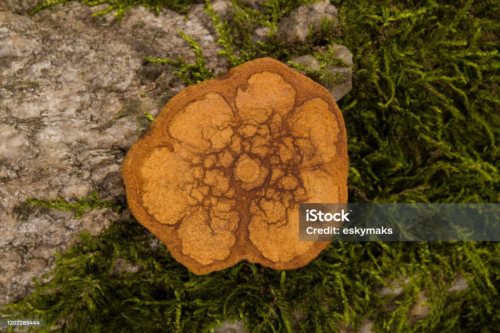 Ayahuasca wood cross section. Banisteriopsis caapi, ayahuasca wood cross section on moss stone in nature. Banisteriopsis caapi Stock Photo