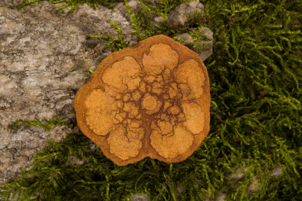 Ayahuasca wood cross section. Banisteriopsis caapi, ayahuasca wood cross section on moss stone in nature. banisteriopsis caapi stock pictures, royalty-free photos & images