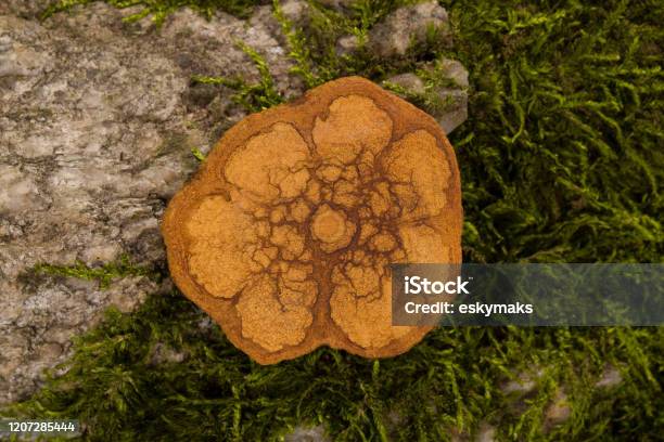 Ayahuasca Wood Cross Section Stock Photo - Download Image Now - Banisteriopsis caapi, Liana, Alternative Medicine