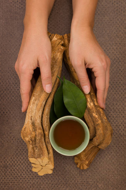 Drinking ayahuasca. Drinking ayahuasca. Banisteriopsis caapi wood, psychotria leaves and ayahuasca brew and bowl in woman hands. banisteriopsis caapi stock pictures, royalty-free photos & images