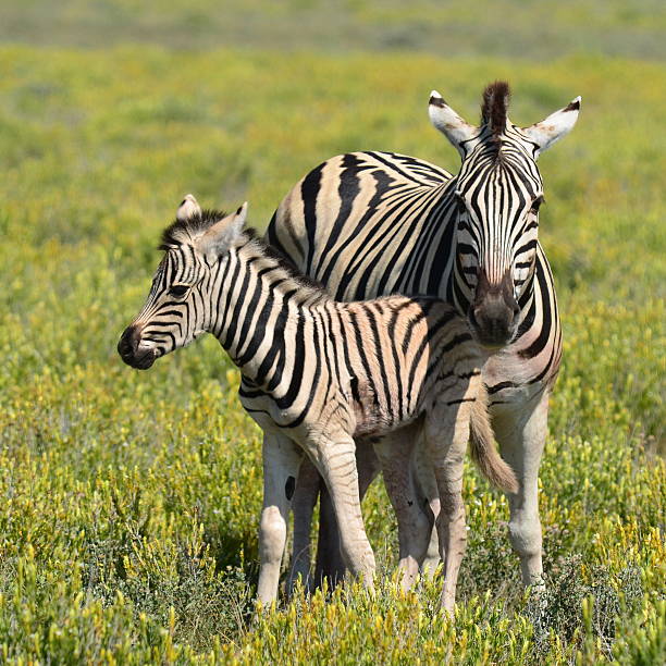 Zebra With Young One Stock Photo - Download Image Now - Calf, Zebra, Africa  - iStock