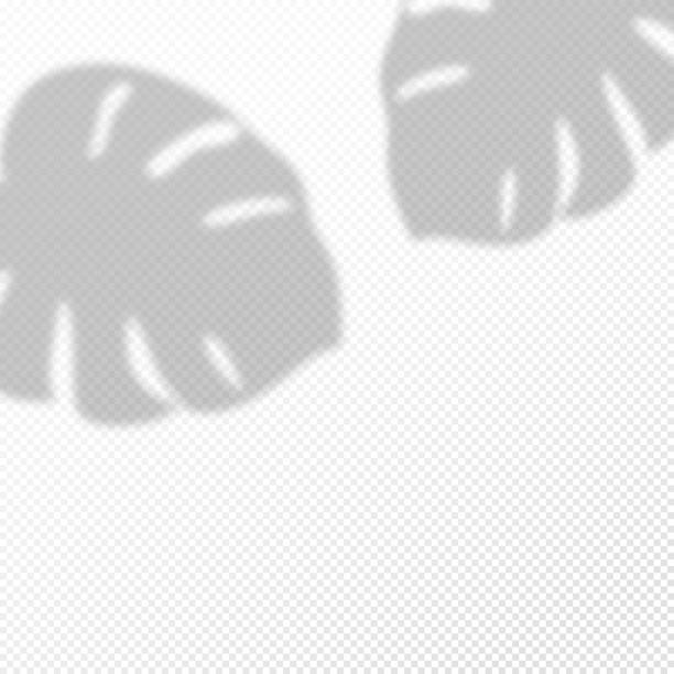 ilustrações de stock, clip art, desenhos animados e ícones de transparent background with shadow overlay tropical palm leaf. vertical business card or wedding invitation mock up. template flyer, card, poster, blank, social media post in minimal trendy style. - 3109