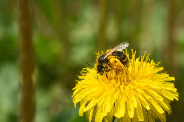 istock Honey bee on dandelion flower 1207286587
