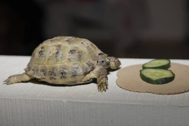 istock the owner feeds his pet turtle cucumbers 1207287124