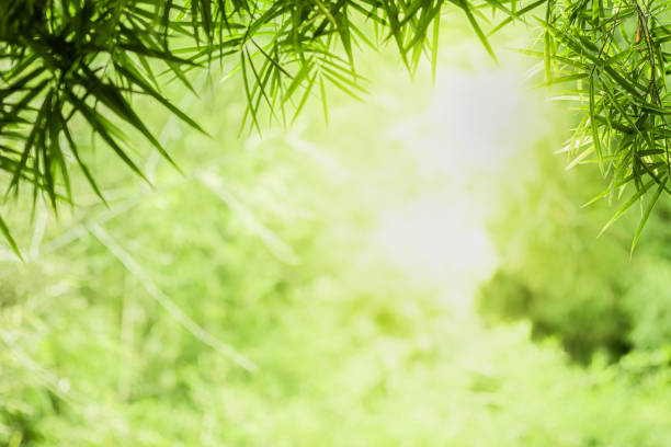 istock Closeup beautiful view of nature green bamboo leaf on greenery blurred background with sunlight and copy space. It is use for natural ecology summer background and fresh wallpaper concept. 1207287166