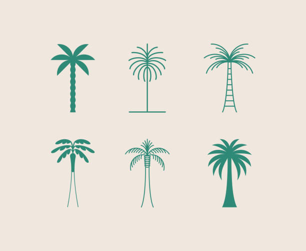 ilustraciones, imágenes clip art, dibujos animados e iconos de stock de plantilla de diseño de logotipo vectorial con palmera - insignia abstracta de verano y vacaciones y emblema para alquileres vacacionales, servicios de viaje, spa tropical y estudios de belleza - árbol tropical