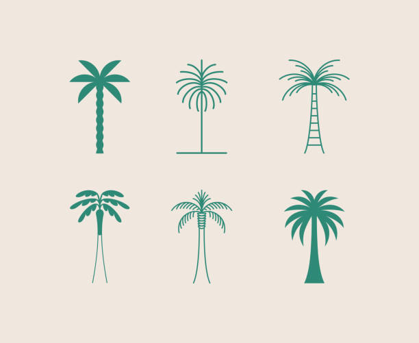 illustrations, cliparts, dessins animés et icônes de modèle de conception de logo de vecteur avec le palmier - l’insigne abstrait d’été et de vacances et l’emblème pour des locations de vacances, des services de voyage, le spa tropical et les studios de beauté - arbre tropical