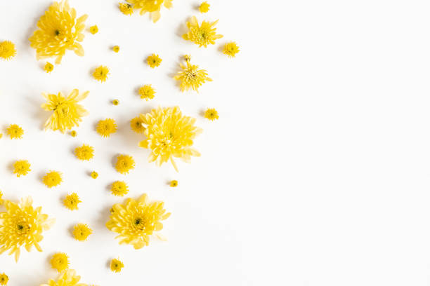 istock Flowers composition. Yellow chrysanthemum flowers on white background. Flat lay, top view 1207288342