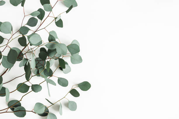 istock Eucalyptus leaves on white background. Frame made of eucalyptus branches. Flat lay, top view, copy space 1207288387