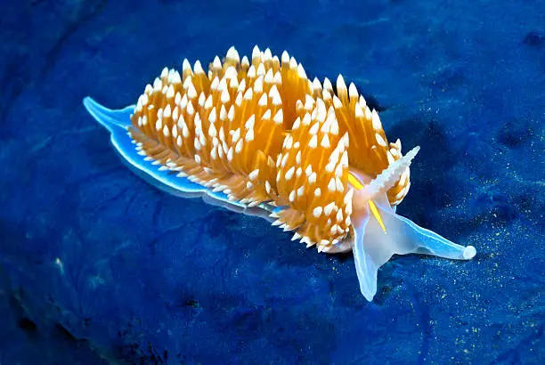 A aeolid nudibranch called hermissenda crawls across a blue rock surface on a reef in California.  Nudibranchs have stinging cells similar to a jellyfish so when other animals try to eat them they get zapped.