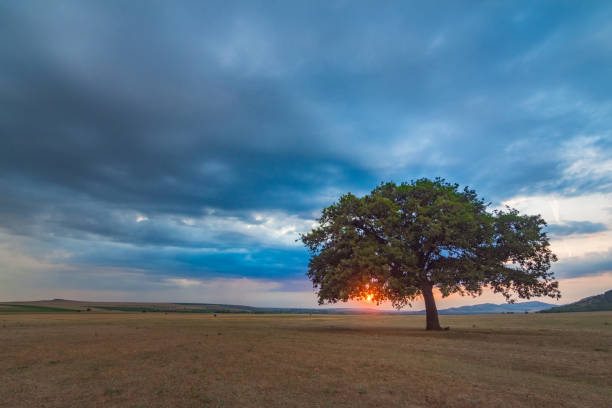 istock Beautiful landscape with a lonely oak tree in the sunset and dramatic clouds 1207291037