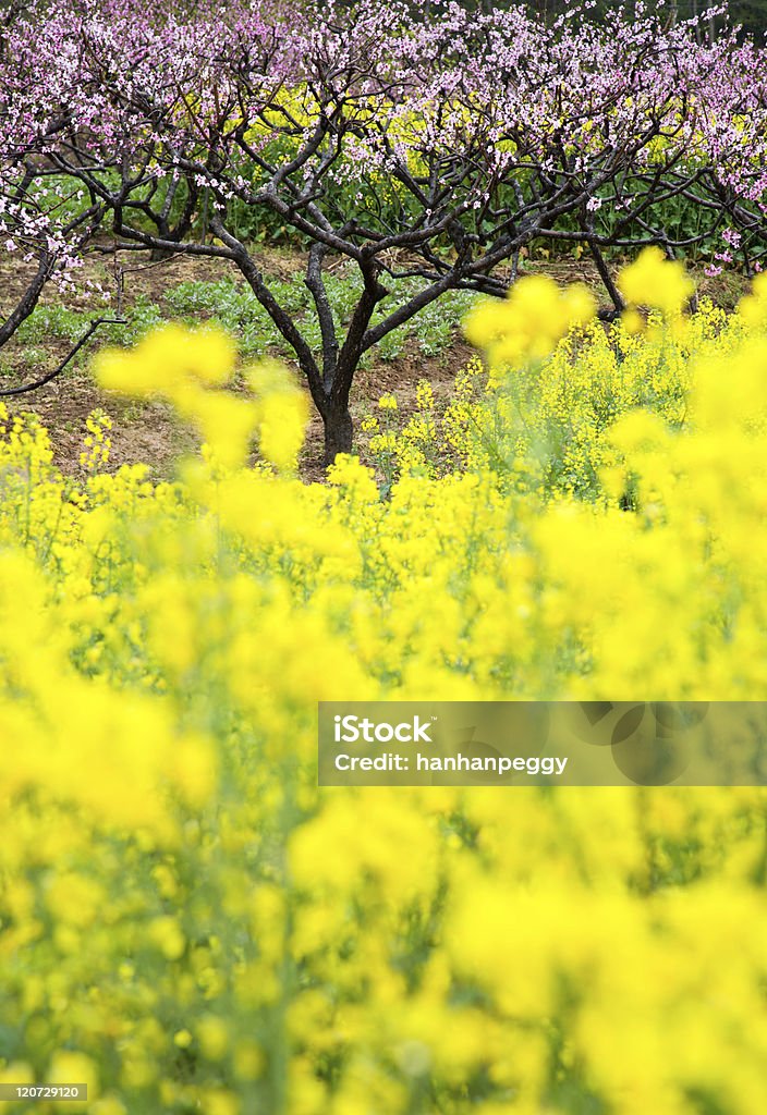 Rosa flor abriéndose melocotón flores con semillas oleaginosas de colza - Foto de stock de Agricultura libre de derechos