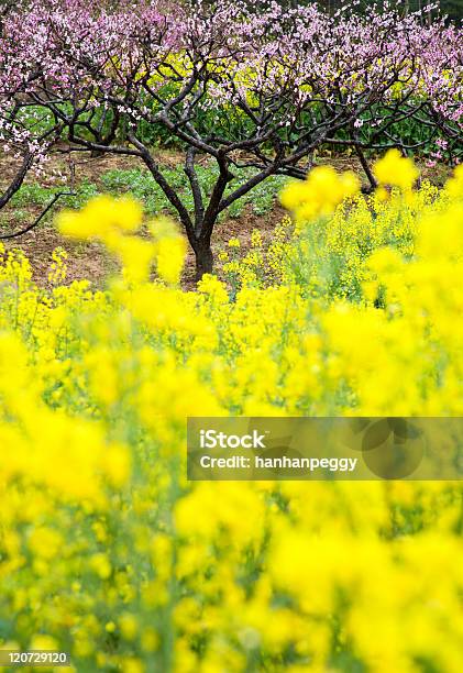 Foto de Pêssego Corderosa Com Flores Florescendo Brassica Napus L e mais fotos de stock de Agricultura