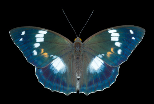 A close up of the butterfly (Apatura schrencki). Isolated on black.