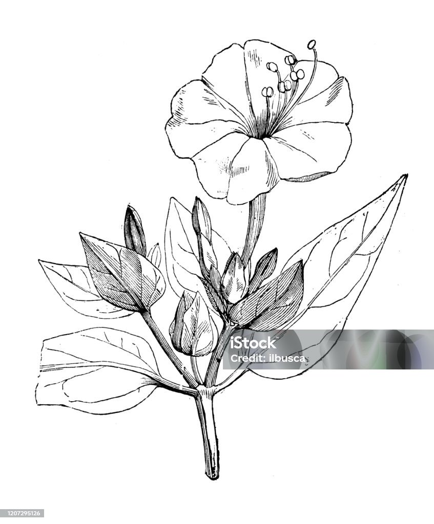Antique Botany Illustration Mirabilis Jalapa Marvel Of Peru Stock ...