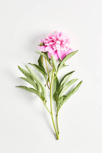 istock beautiful peony flower on pink color on white background. vertical frame, top view 1207296545
