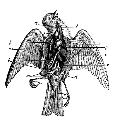 Antique animal illustration: Bird internal organs