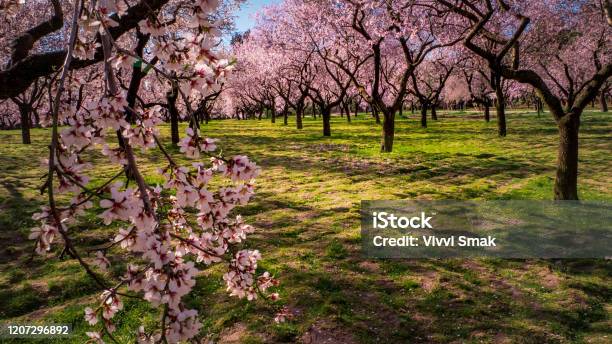 The First Flowers That Bloom In Spring In Madrid Are The Almond Trees With Pink Flowers Stock Photo - Download Image Now