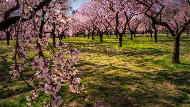 Branches of blooming almond tree with pink flowers on the foreground with alleys of almond trees in bloom at Quinta de los Molinos city park downtown Madrid at Alcala street in early spring.