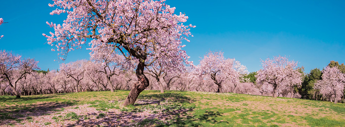 Panoramic image of alleys of blooming almond trees with pink flowers in Madrid, Spain. Pink almond trees in bloom at Quinta de los Molinos city park downtown Madrid at Alcala street in early spring.