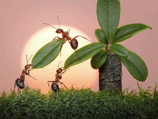 istock ans cutting leaves of palm 120729829