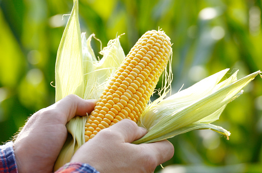 Cosecha de mazorcas de maíz sin envolver en el primer plano de manos del agricultor photo