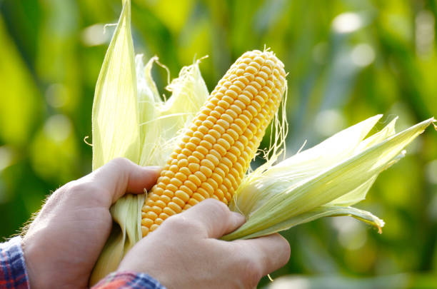 cosecha de mazorcas de maíz sin envolver en el primer plano de manos del agricultor - maíz fotografías e imágenes de stock
