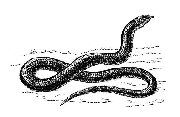 antyczne ilustracji zwierząt: anguis fragilis, głuchy adder, slowworm - european adder illustrations stock illustrations