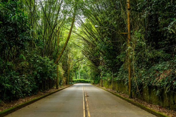 istock Bamboo trees overhang the road. 1207299792