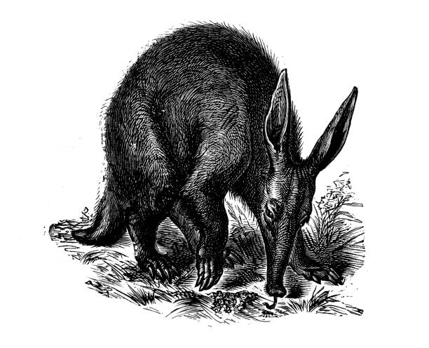 illustrazioni stock, clip art, cartoni animati e icone di tendenza di illustrazione animale antica: aardvark (orycteropus afer) - oritteropo