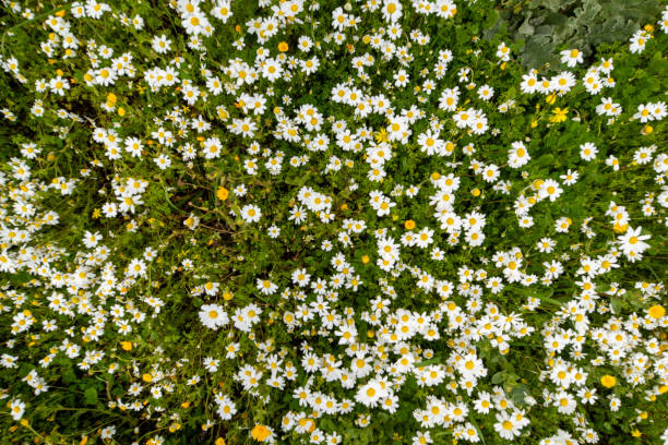 istock Texture Or Background Of Daisy Flower Meadow, Spring Season 1207299915