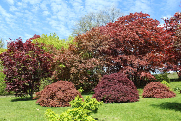 istock New spring foliage on the the maple trees 1207300482