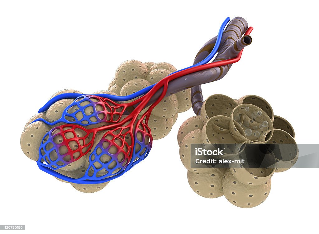 Alvéolos de sangre en los pulmones de saturación de oxígeno - Foto de stock de Alvéolo libre de derechos