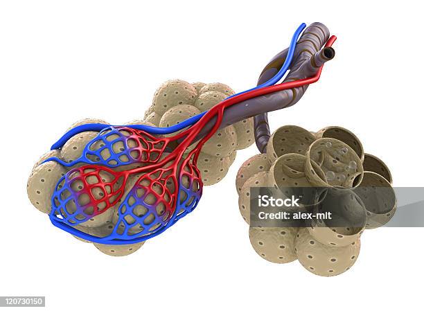 Alvéolos De Sangre En Los Pulmones De Saturación De Oxígeno Foto de stock y más banco de imágenes de Alvéolo