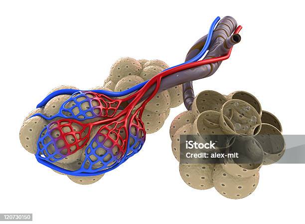 В Альвеолах Легких Крови Кислородом Точки — стоковые фотографии и другие картинки Альвеола - Альвеола, Капилляр - Кровеносный сосуд, Interalveolar Pore