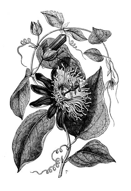 Antique botany illustration: Passiflora, passion flowers Antique botany illustration: Passiflora, passion flowers passion fruit flower stock illustrations