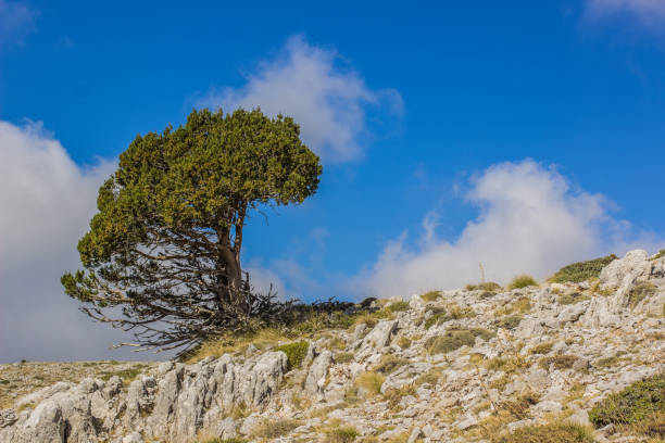 istock Lonely tree on rock mountain landscape environment hiking path way in vivid bright clear weather day time 1207304868