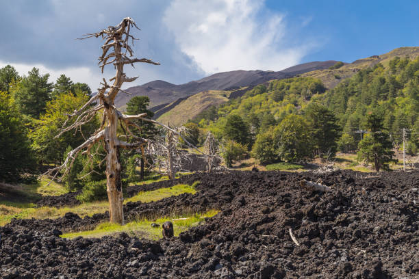 Dead trees in an ancient lava flow on Etna volcano stock photo