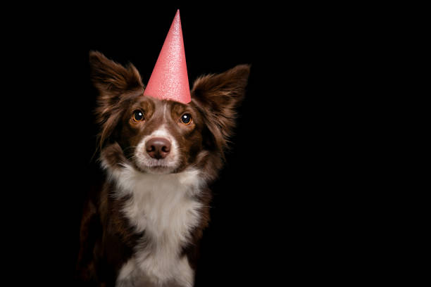 istock Border Collie dog celebrates Birthday with Party Hat isolated on Black Background 1207306708