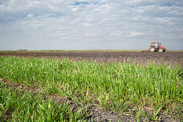 istock field of young wheat 120730675