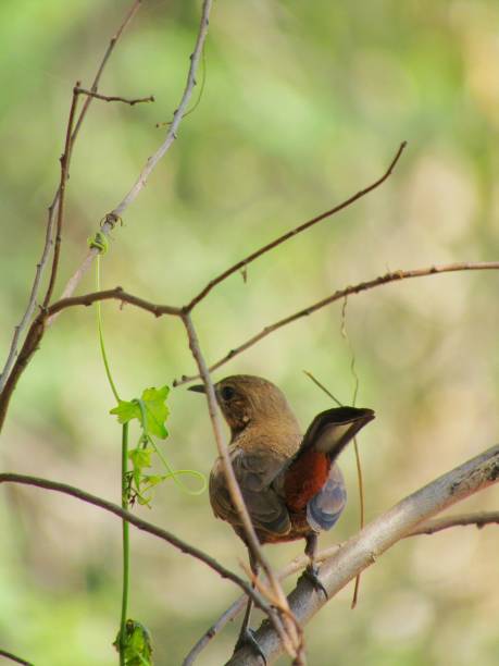 istock Indian robin bird stock photo 1207307034
