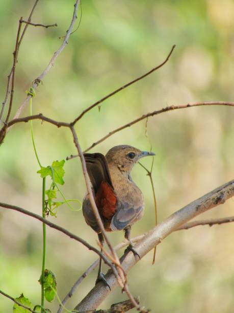 istock Indian robin bird stock photo 1207307707