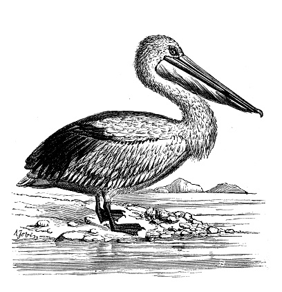 Antique animal illustration: Pelican