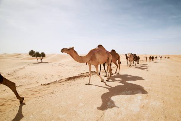 istock Herd of camels walking on sand road 1207308508