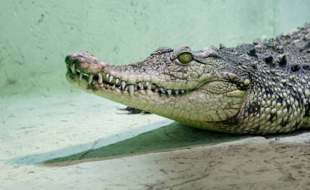 istock crocodile head isolated close up on a green background 1207309111