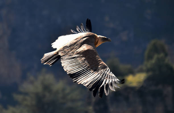 istock a powerful vulture flying in the natural park 1207309552